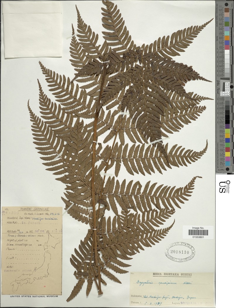 Dryopteris caudipinna photo 4