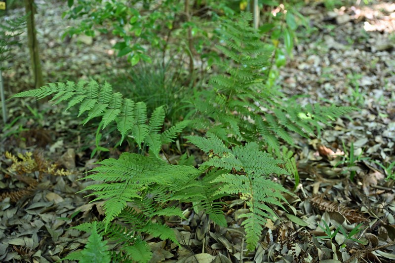 Dryopteris caudipinna
