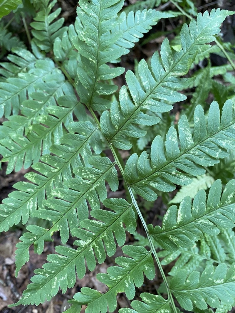 Log Fern