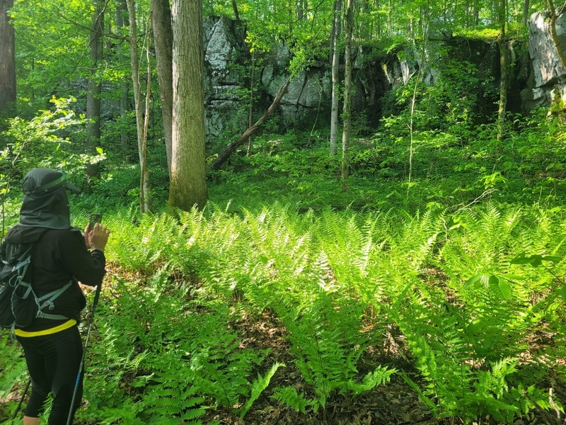 Log Fern photo 2