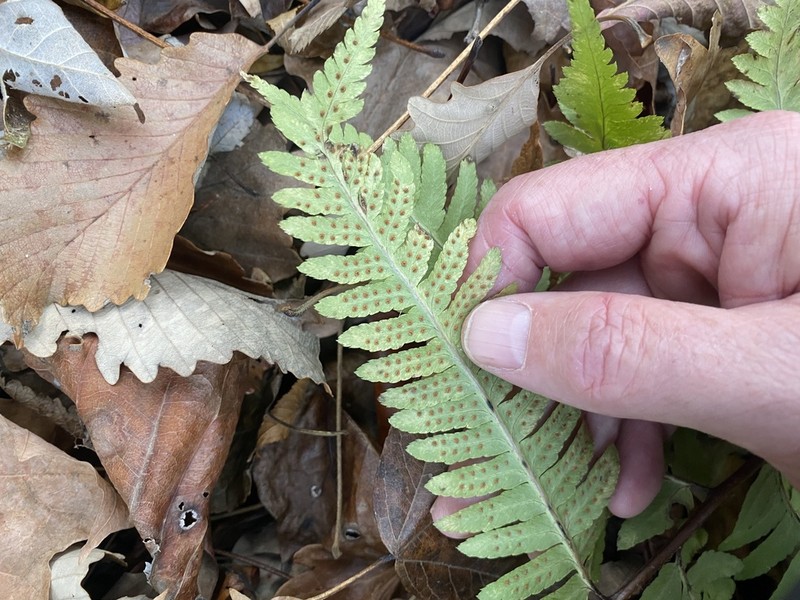 Log Fern photo 4
