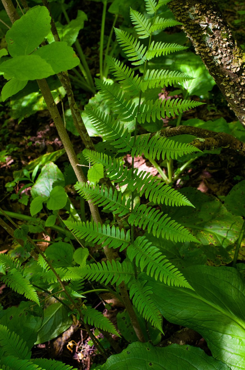 Log Fern photo 5