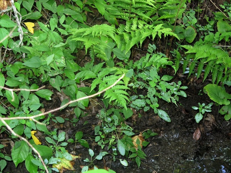 Log Fern photo 6