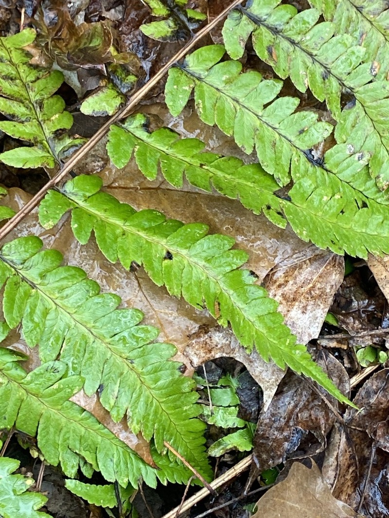 Log Fern photo 7