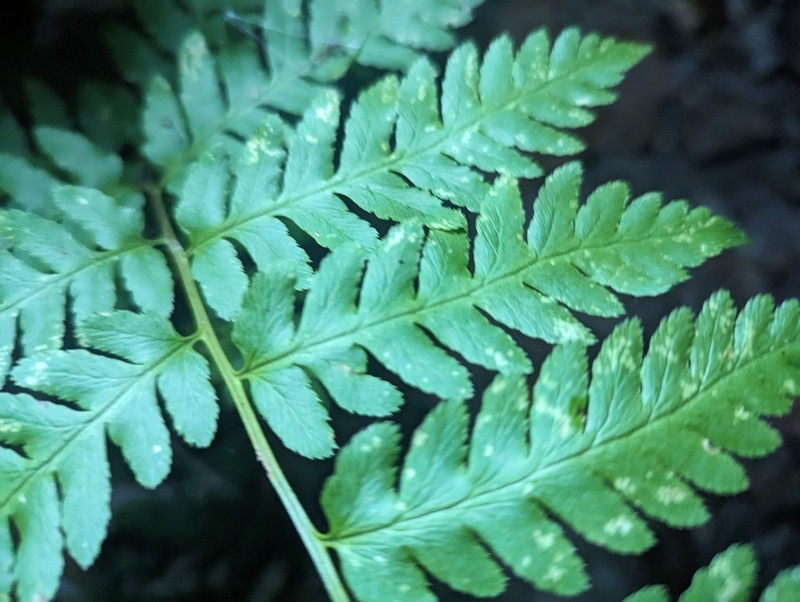 Log Fern photo 8