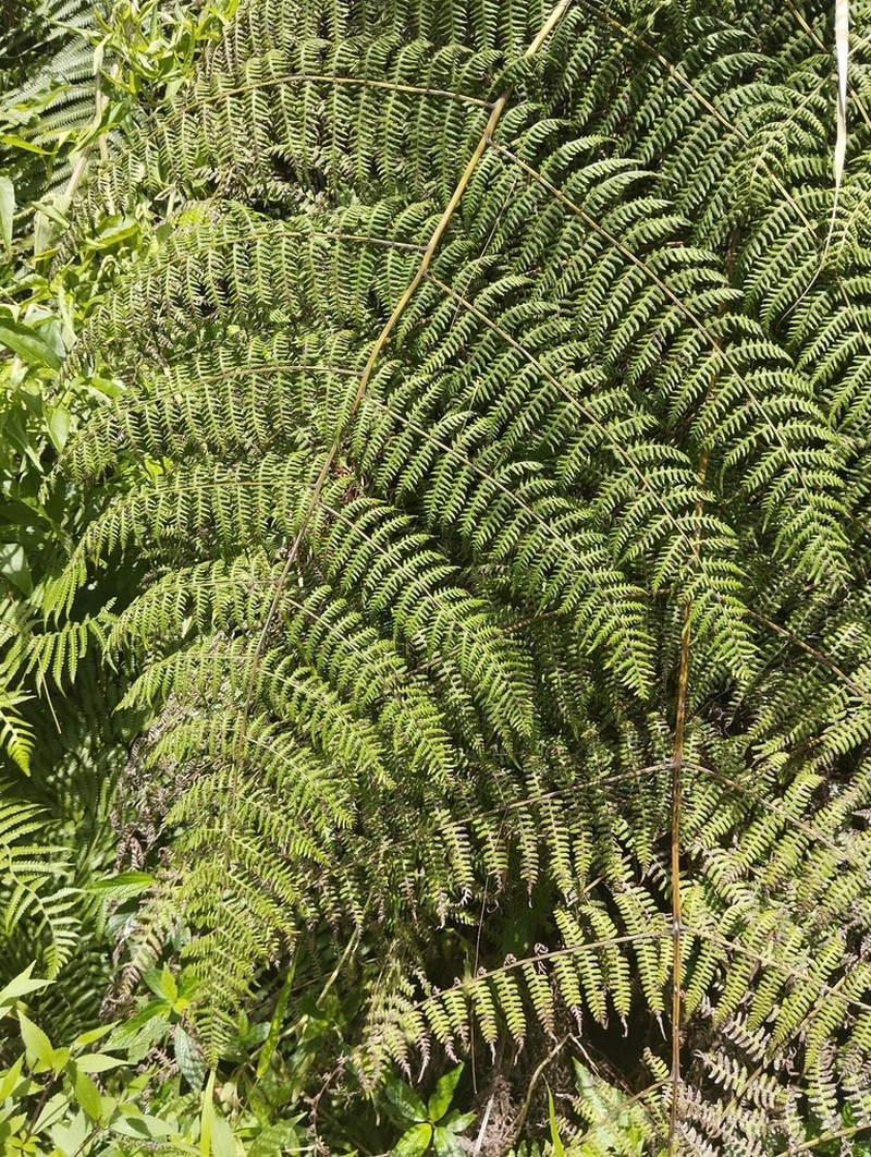 Dryopteris chaerophyllifolia