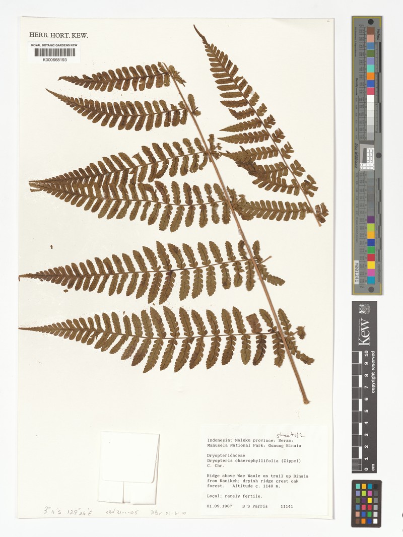 Dryopteris chaerophyllifolia photo 2