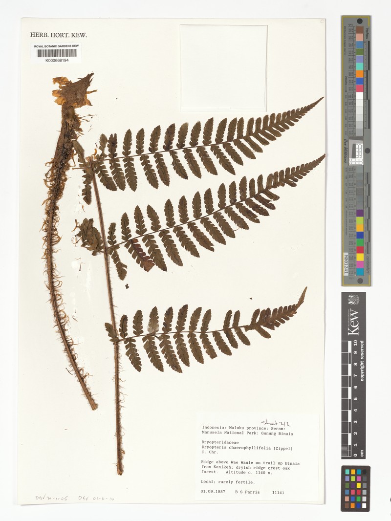 Dryopteris chaerophyllifolia photo 3
