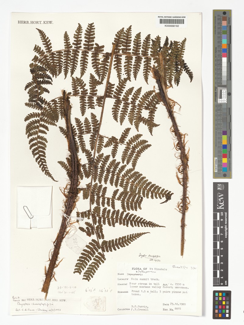 Dryopteris chaerophyllifolia photo 4