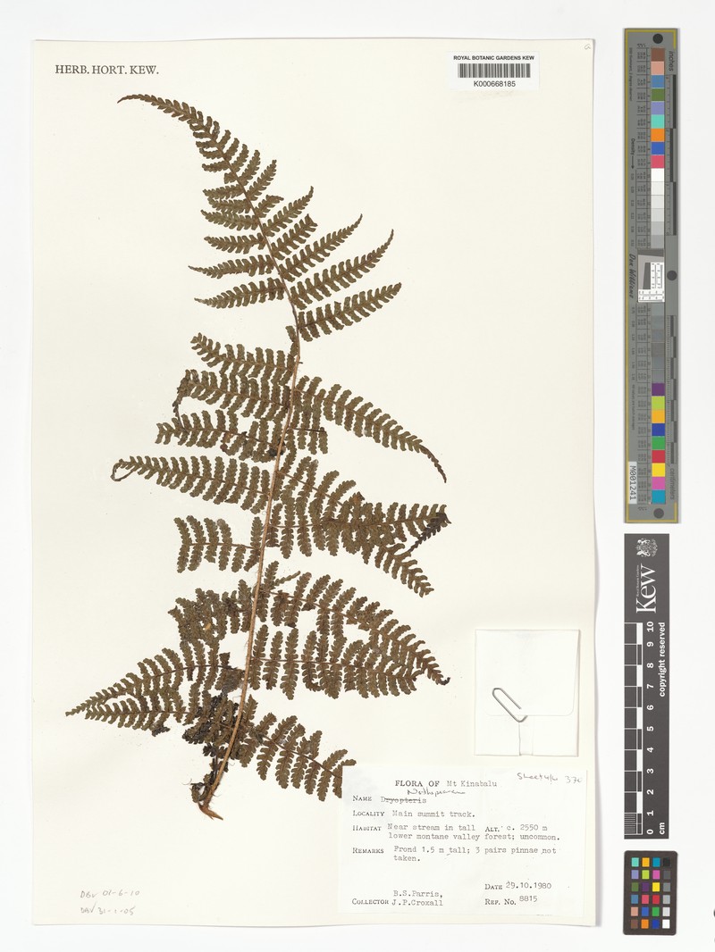 Dryopteris chaerophyllifolia photo 5