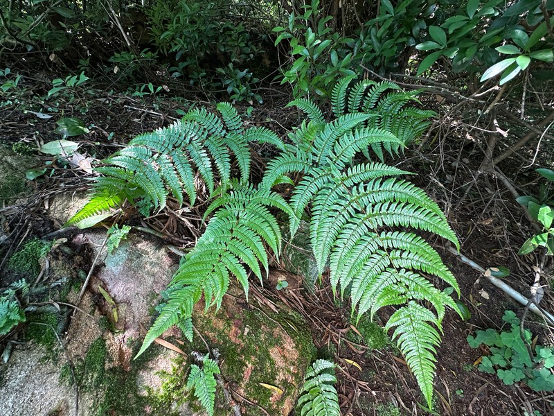 Dryopteris championii