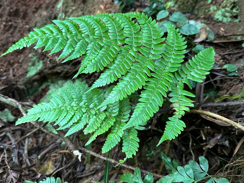 Dryopteris championii photo 2