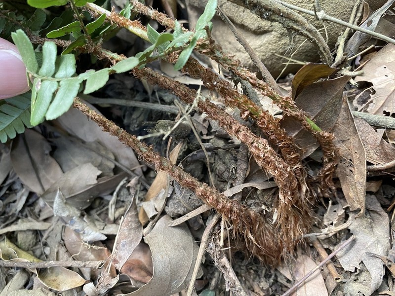 Dryopteris championii photo 3