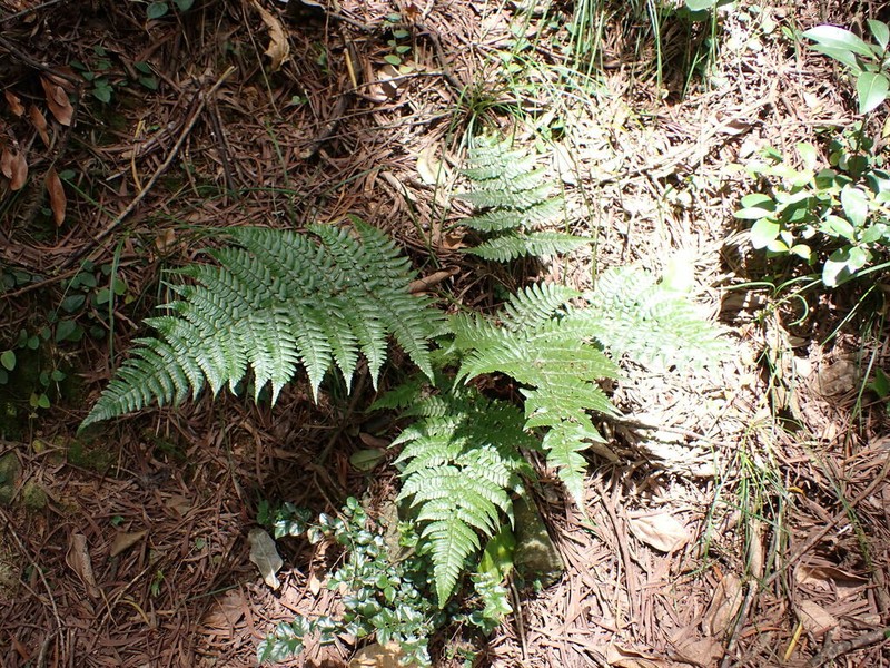 Dryopteris championii photo 4