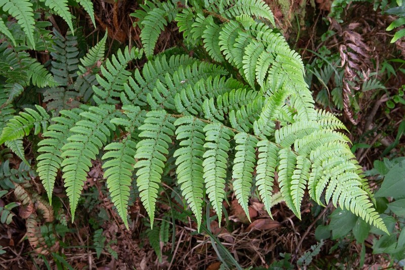 Dryopteris championii photo 5