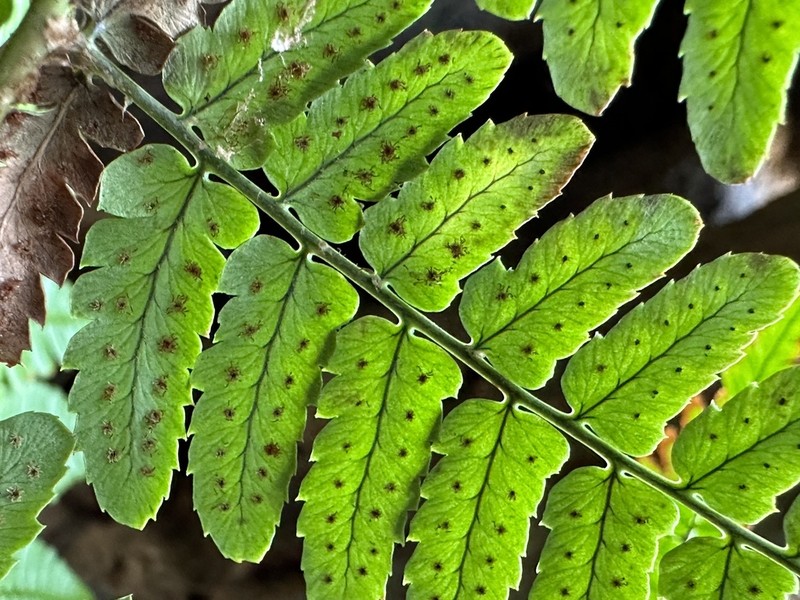 Dryopteris championii photo 6