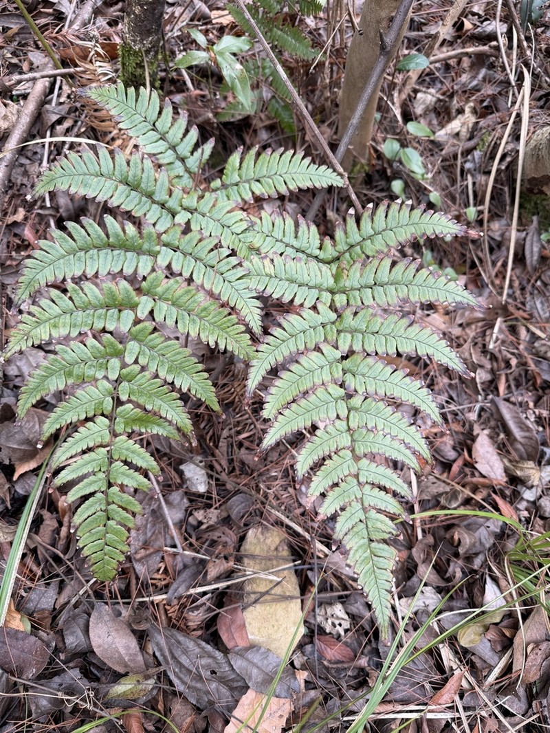 Dryopteris championii photo 7
