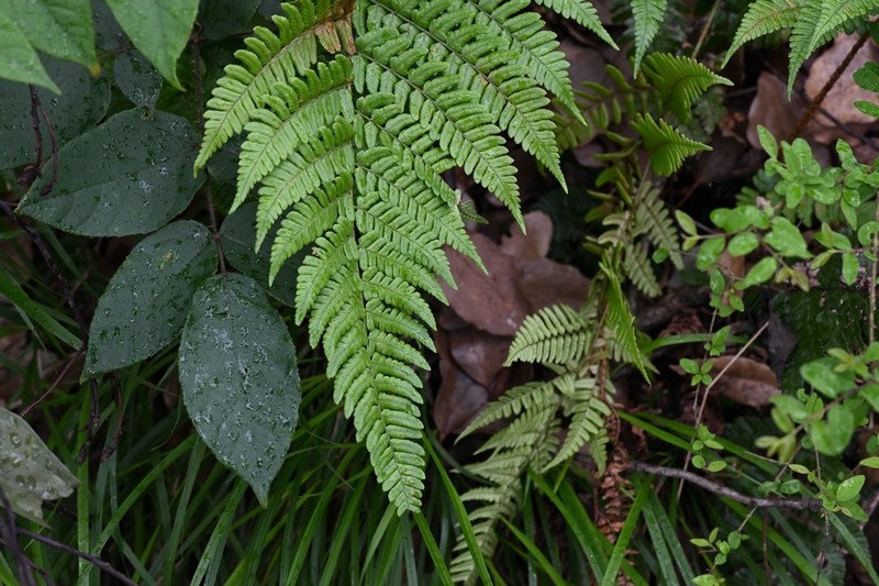 Dryopteris championii photo 8