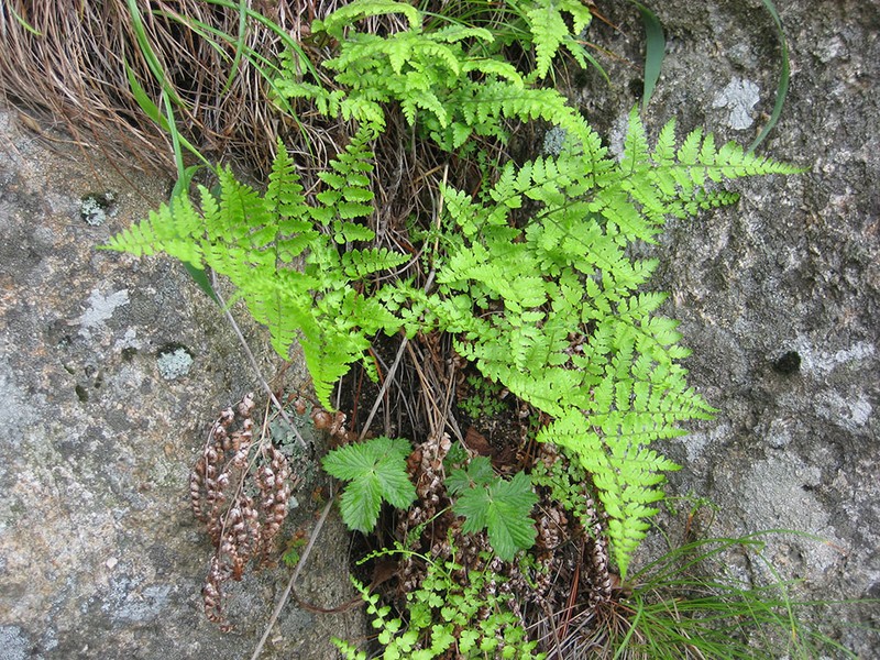 Dryopteris chinensis