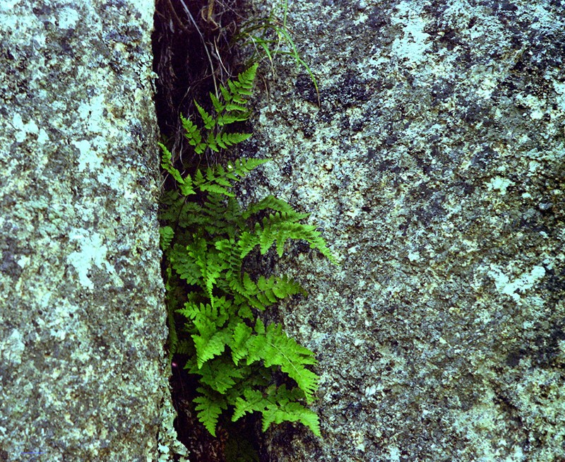 Dryopteris chinensis photo 2