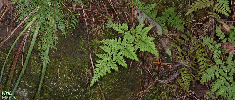 Dryopteris chinensis photo 3