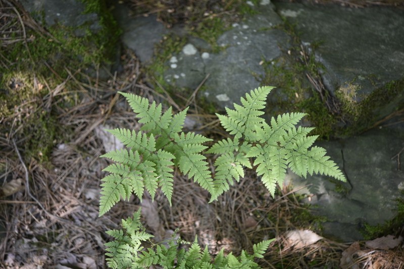 Dryopteris chinensis photo 4