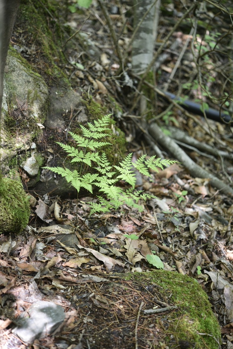Dryopteris chinensis photo 5