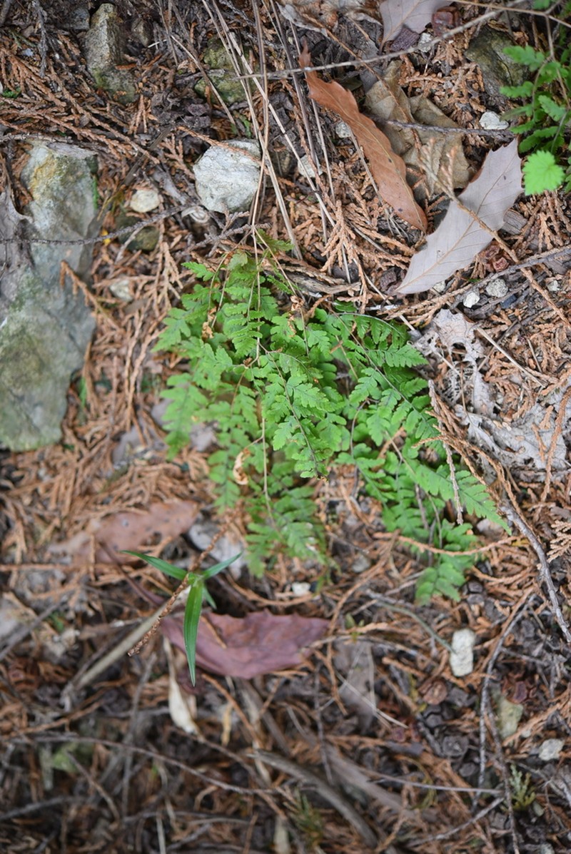Dryopteris chinensis photo 6