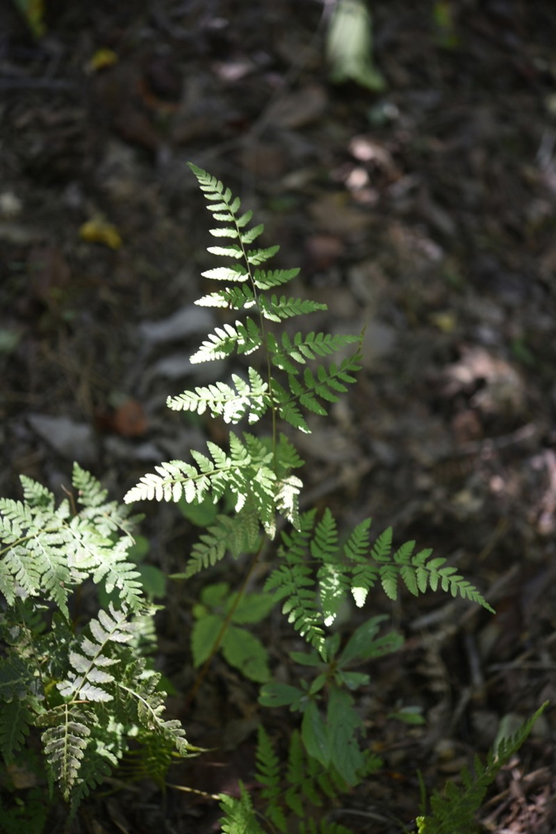 Dryopteris chinensis photo 7