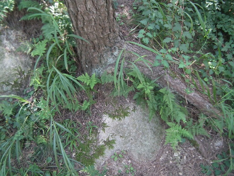 Dryopteris chinensis photo 8