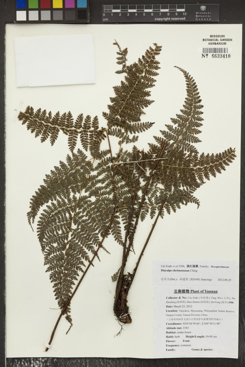 Dryopteris christenseniae