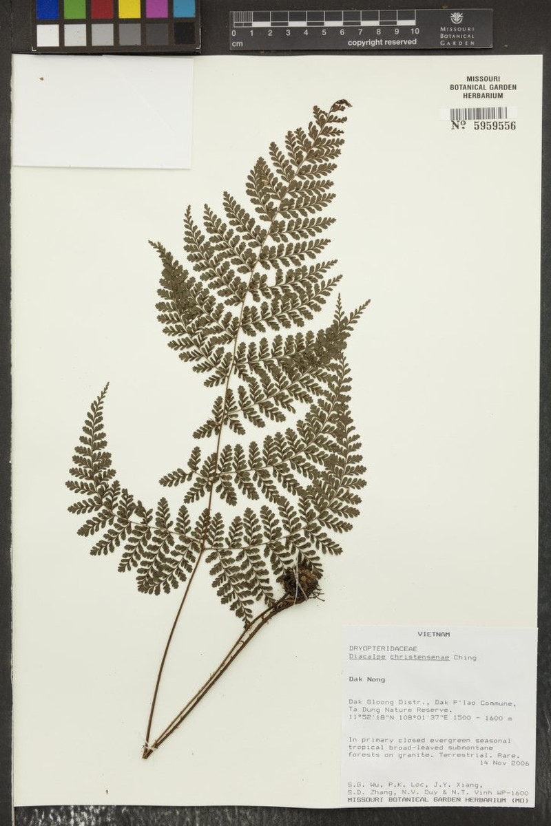 Dryopteris christenseniae photo 2