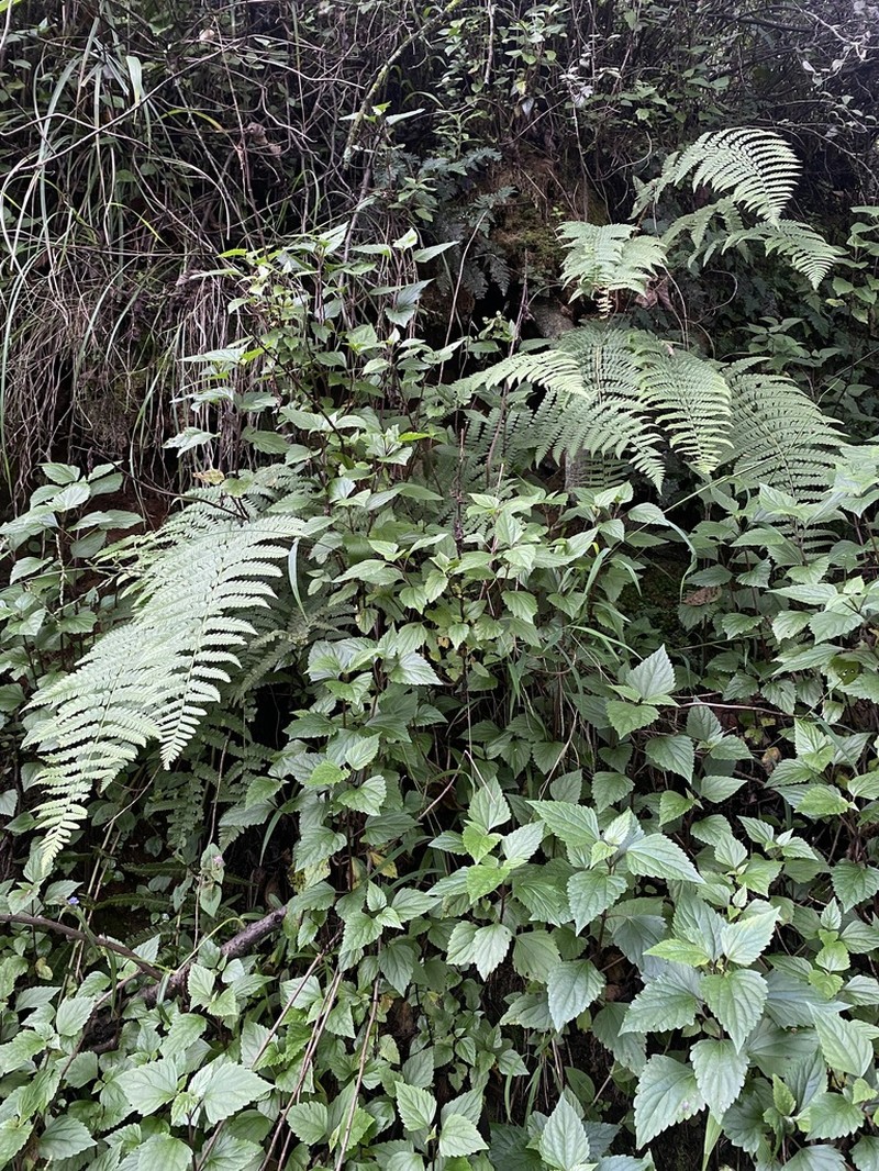Dryopteris chrysocoma