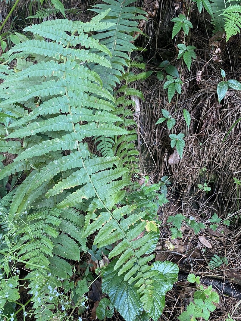 Dryopteris chrysocoma photo 2