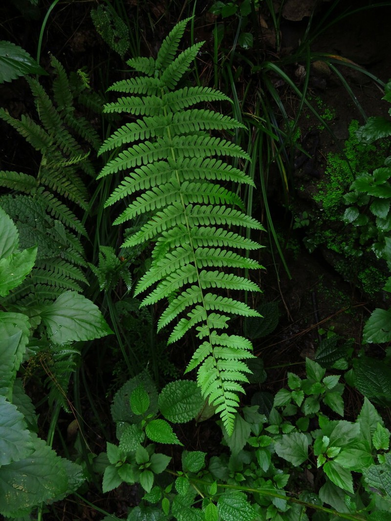 Dryopteris chrysocoma photo 3