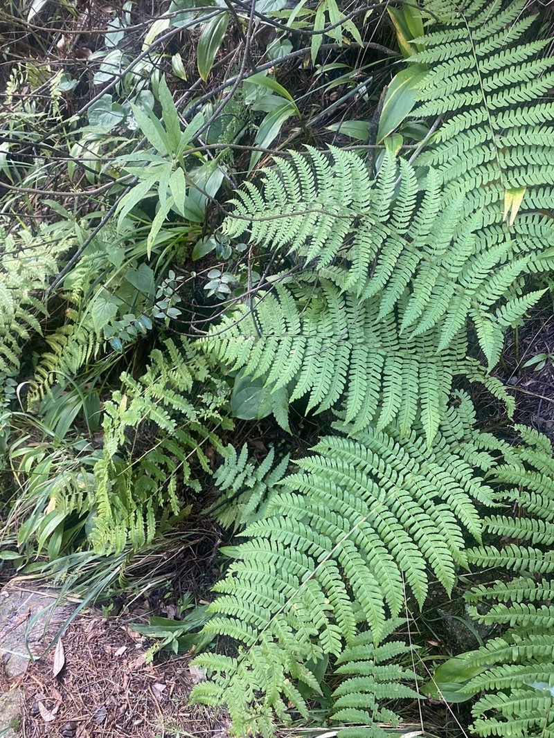 Dryopteris chrysocoma photo 4