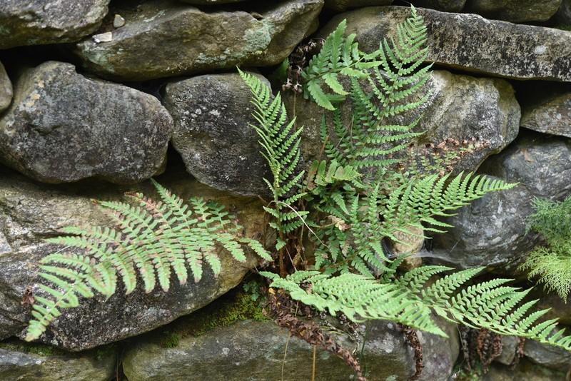 Dryopteris chrysocoma photo 5