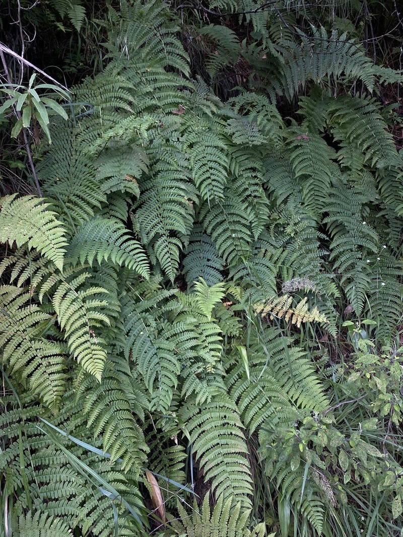 Dryopteris chrysocoma photo 6