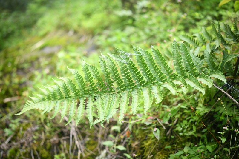 Dryopteris chrysocoma photo 7
