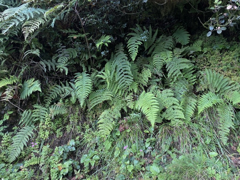 Dryopteris chrysocoma photo 8