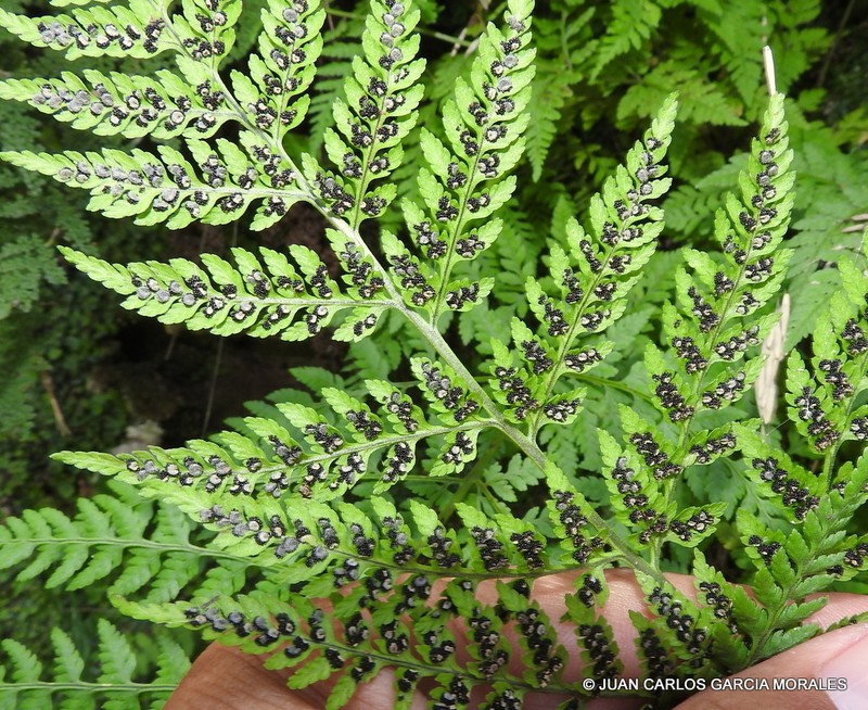 Cinnamon Woodfern