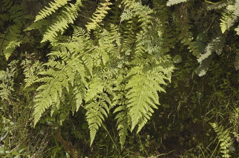 Cinnamon Woodfern photo 2