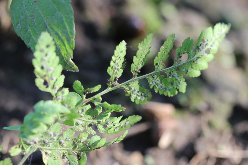 Cinnamon Woodfern photo 3