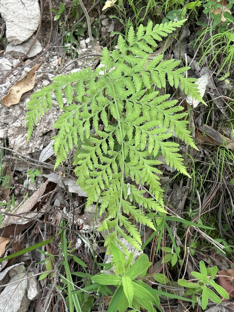 Cinnamon Woodfern photo 4