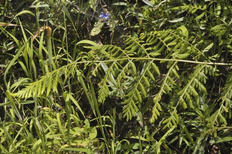 Cinnamon Woodfern photo 5