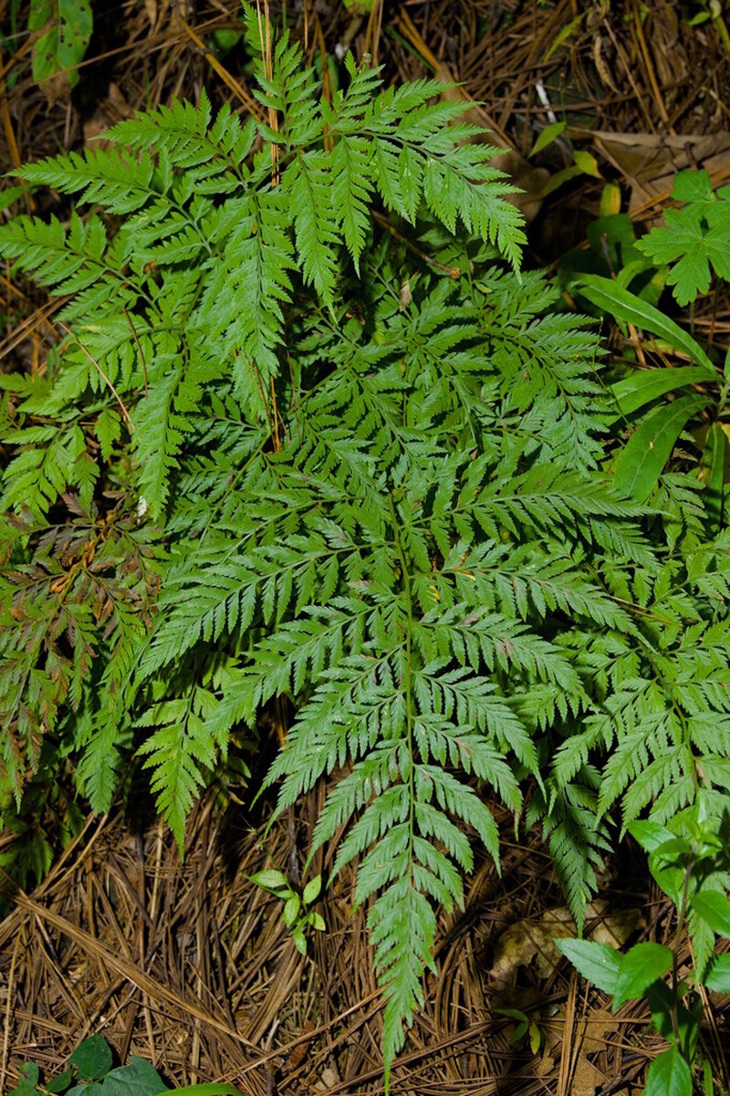 Cinnamon Woodfern photo 6