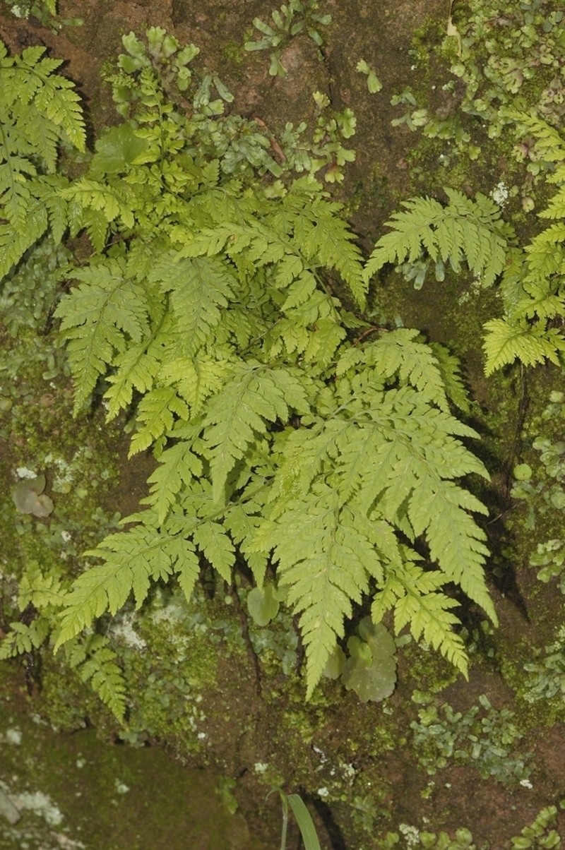 Cinnamon Woodfern photo 7