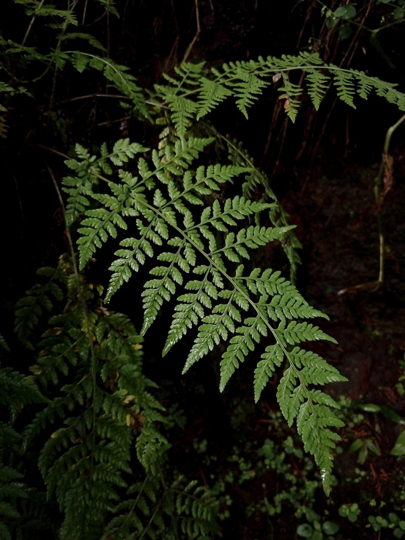 Cinnamon Woodfern photo 8
