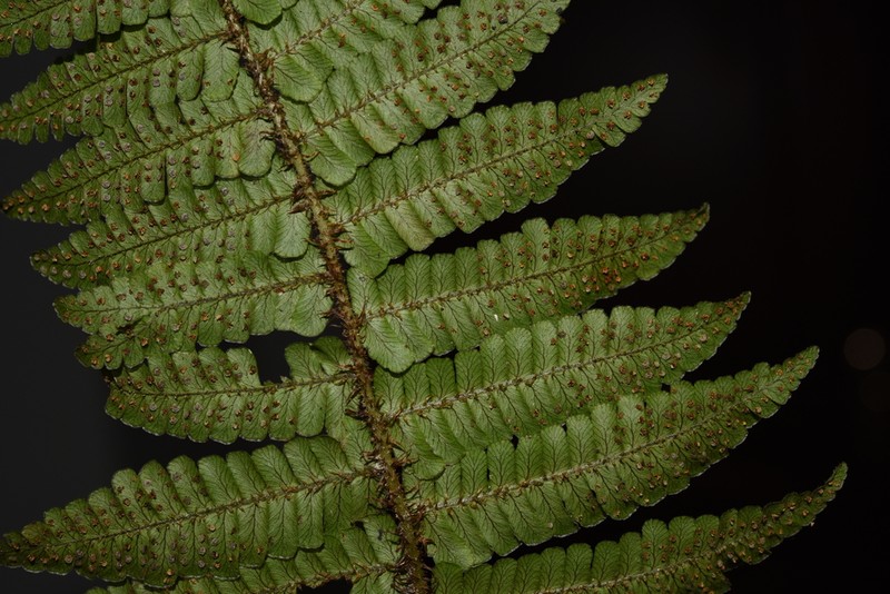 Dryopteris clarkei