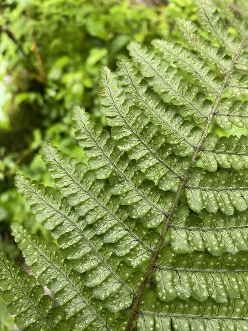 Dryopteris clarkei photo 2